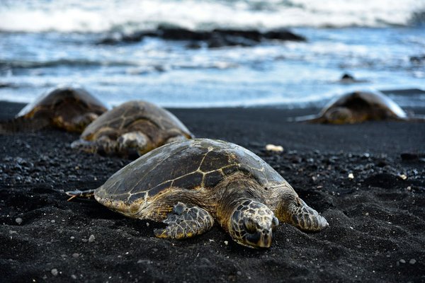 Où observer les tortues de mer en Floride : plages et saisons ?